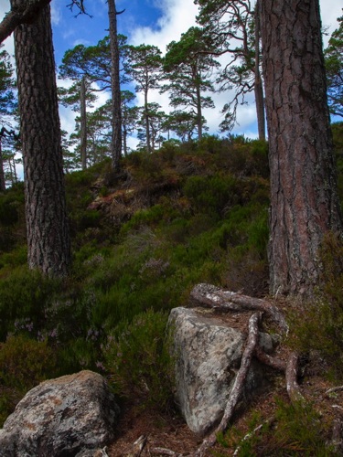 IMG_4166-1.jpg
Trail to Craigmonie Crag