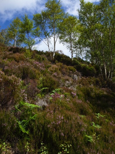 IMG_4176.jpg
Trail to Glen Affric