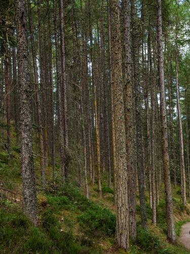 IMG_4214-1.jpg
Plantation Pines 
On Trail to Rogie Falls
