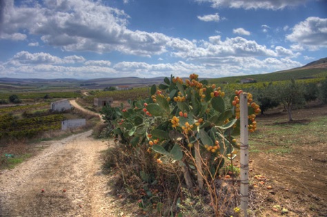 Prickly Pear Cactus along our Trail
IMG_4183_4_5.jpg Prickly Pear Cactus along our Trail
IMG_4183_4_5.jpg