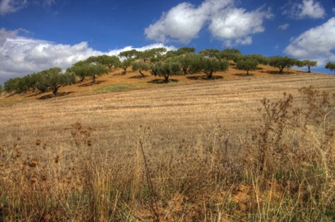 Olive Trees
IMG_4202_3_4.jpg Olive Trees
IMG_4202_3_4.jpg