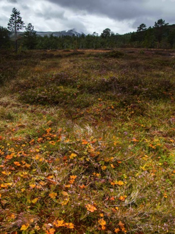 Trollheimen, Norway
20160904-_MG_7993-2.jpg Trollheimen, Norway
20160904-_MG_7993-2.jpg