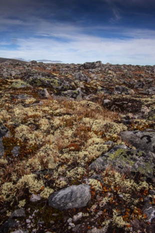 Snøhetta Area
20160905-_MG_8007-2.jpg Snøhetta Area
20160905-_MG_8007-2.jpg