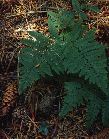 Fern&Cones.jpg Fern&Cones.jpg