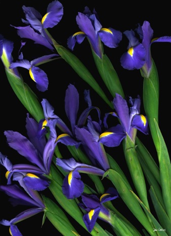 Irises.jpg Irises.jpg