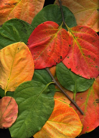 PersimmonLeaves3.jpg PersimmonLeaves3.jpg