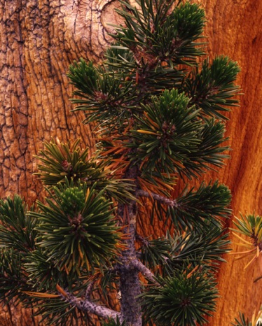 Sierra Pines.jpg Sierra Pines.jpg